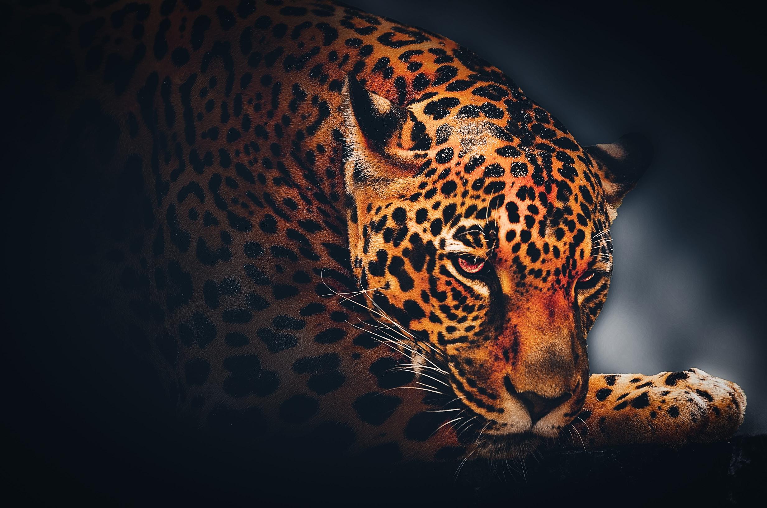 Download background jaguar wildlife