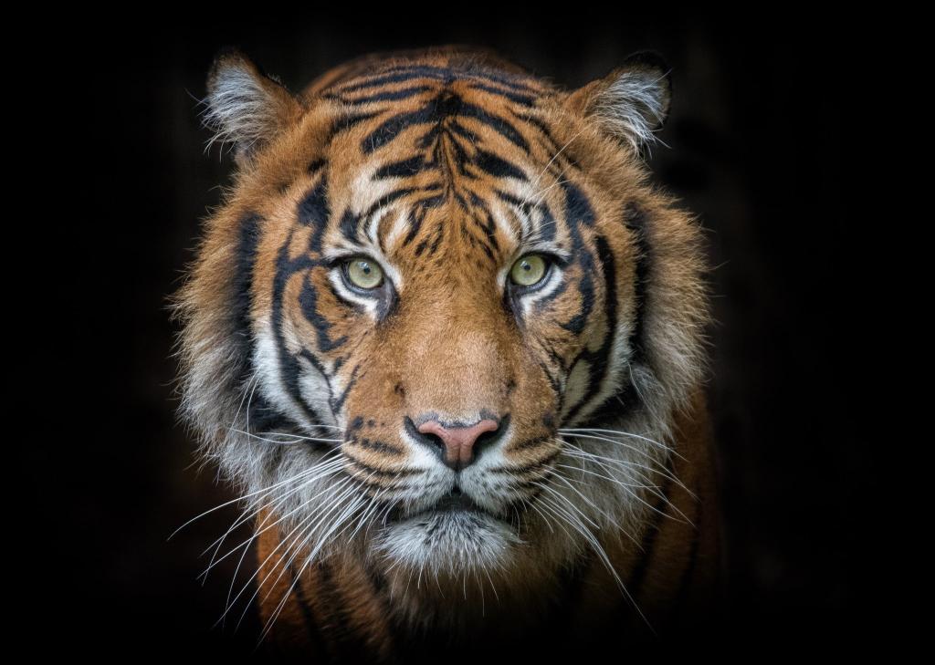 Download Tiger portrait tiger animal