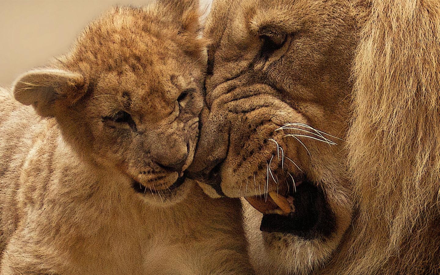 Download adult lion with cub