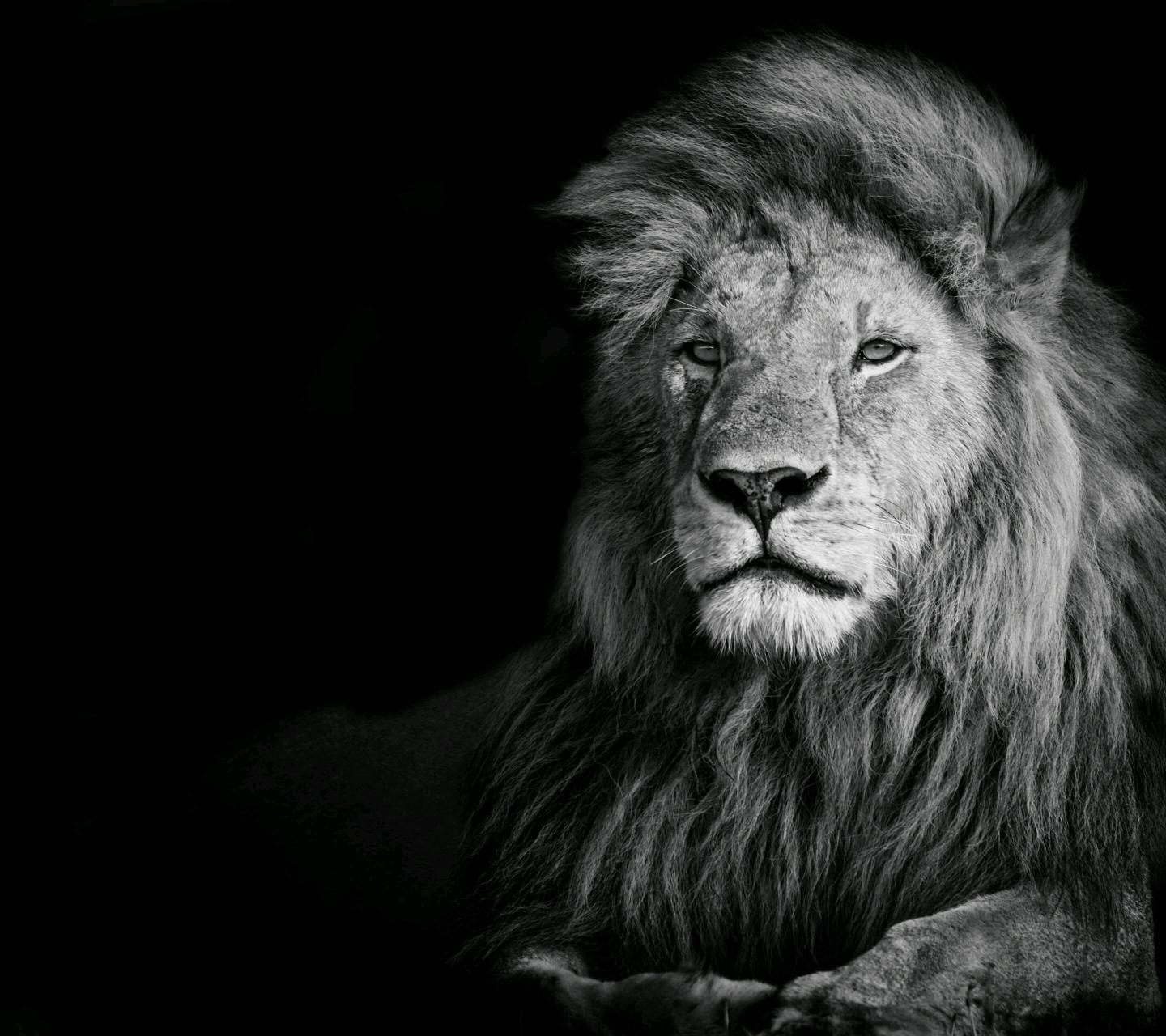 Download lion illustration photography animals