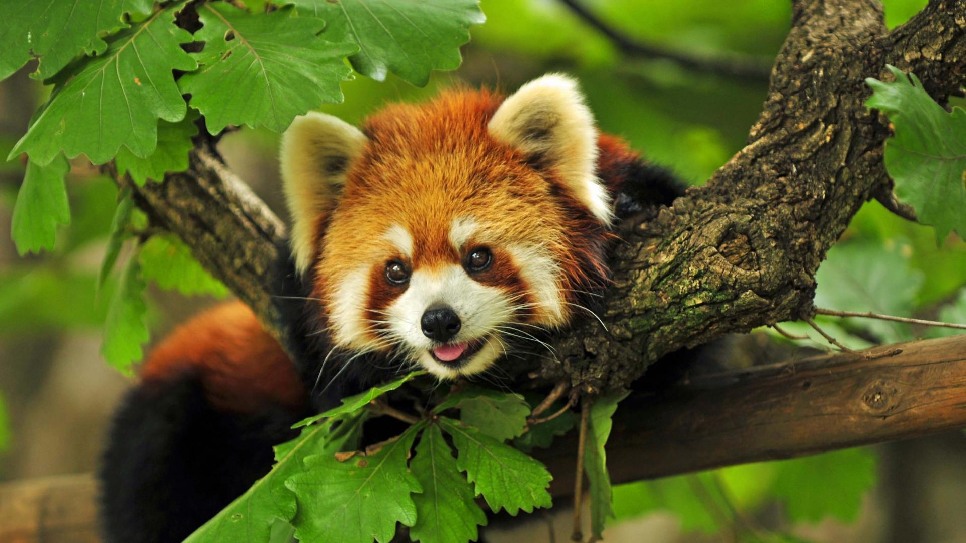 Download red panda nature animals