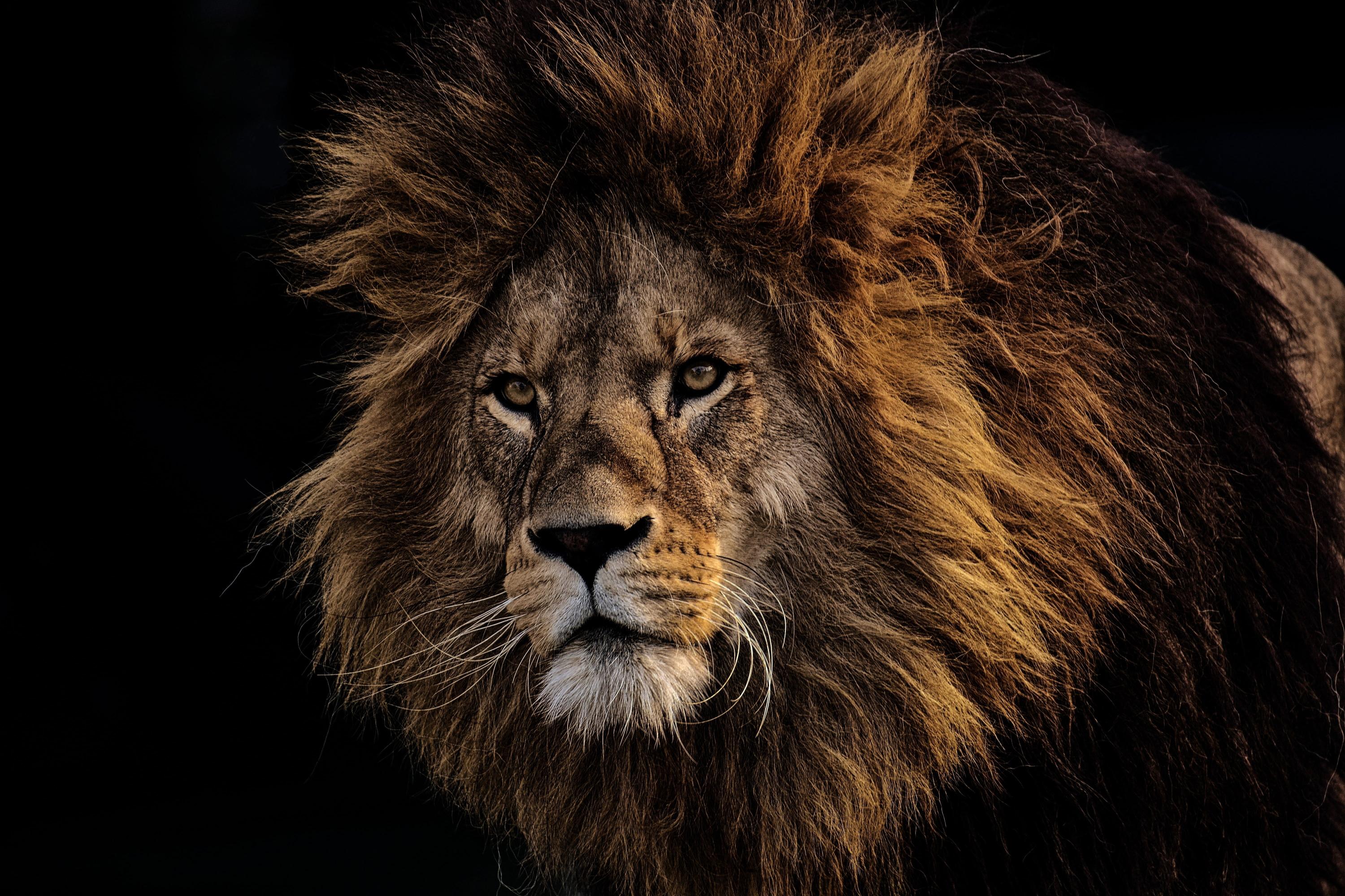 Download brown lion mane predator