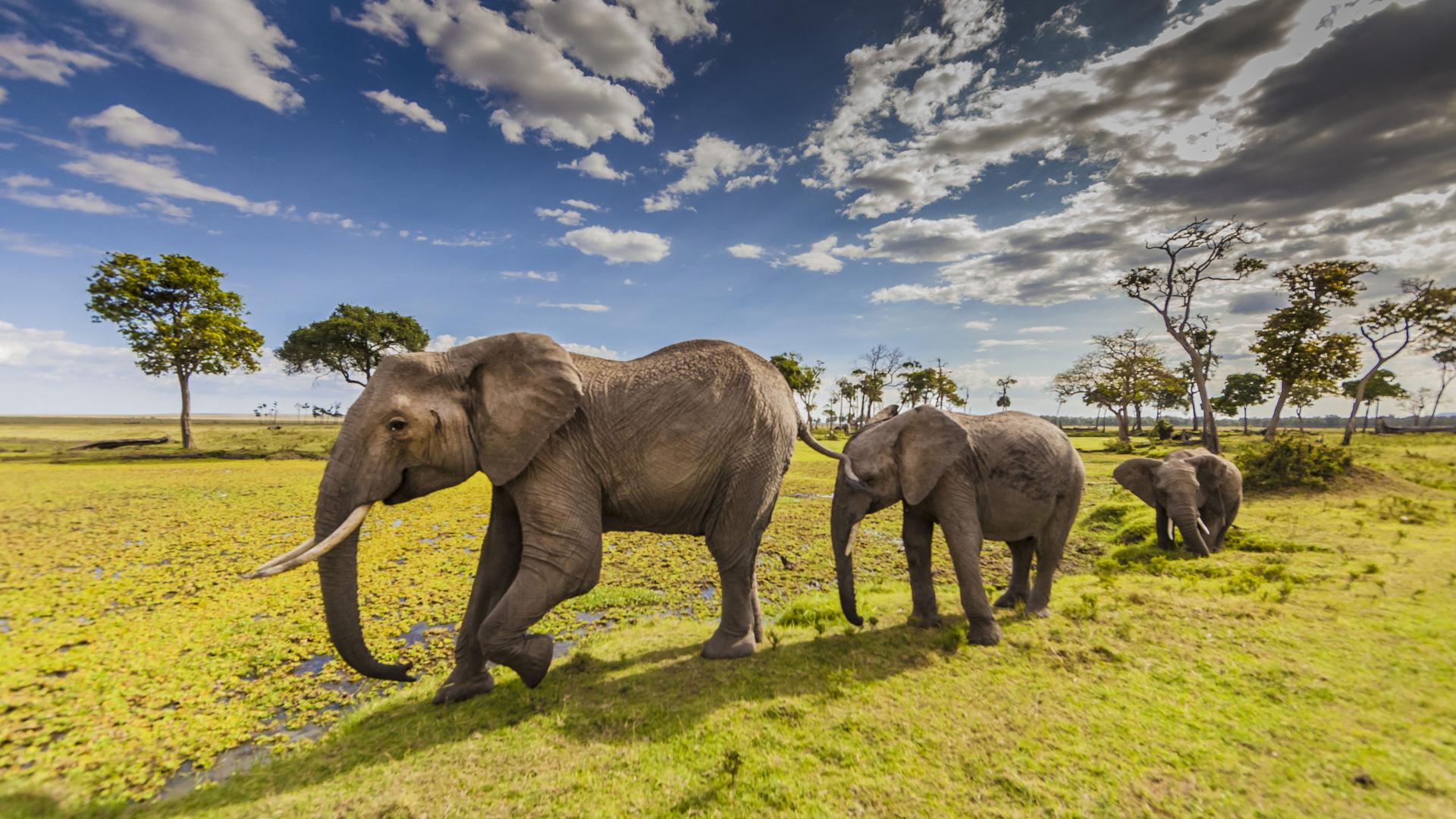 Download Animals Elephants In Maasai