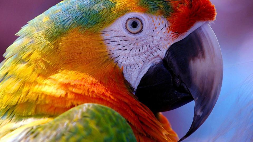 Download beak bird parrot macaw