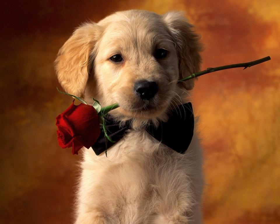 Download golden retriever puppy Dogs