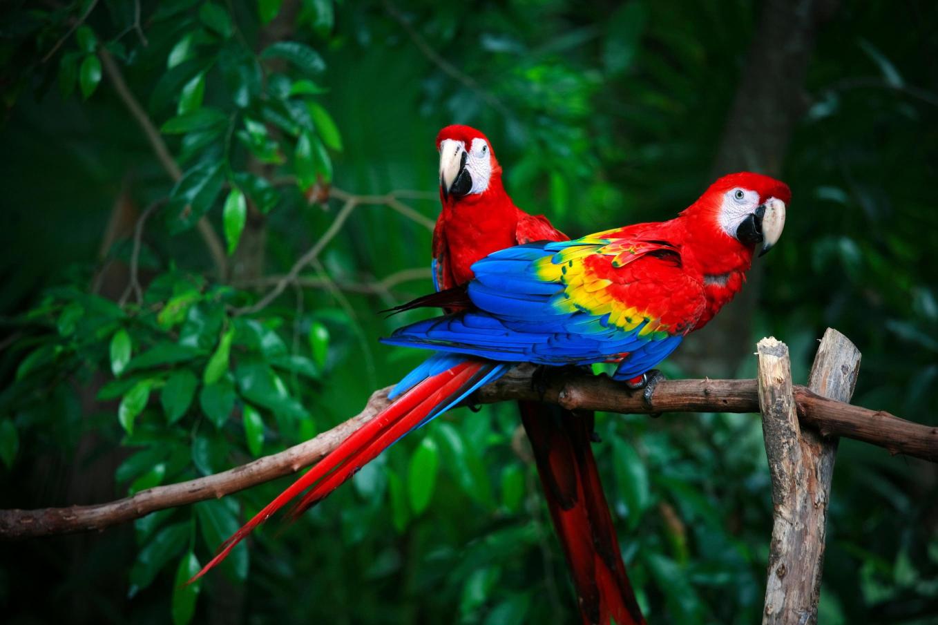 Download two scarlet macaws birds