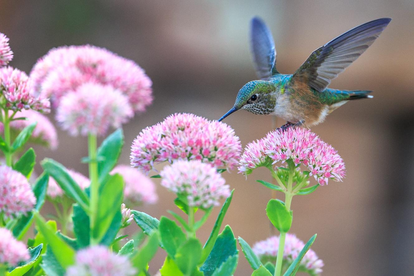 Download hummingbird perched on pink