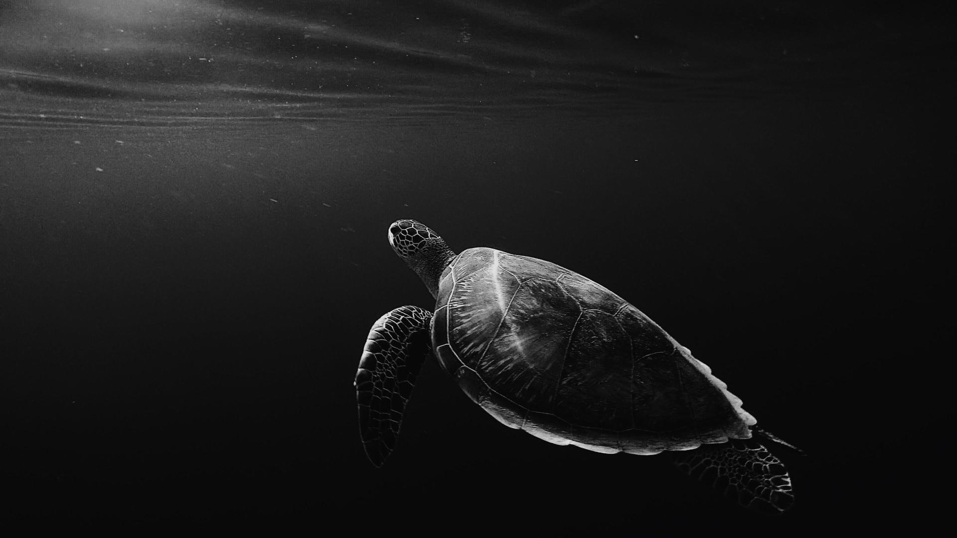 Download turtle underwater sea turtle